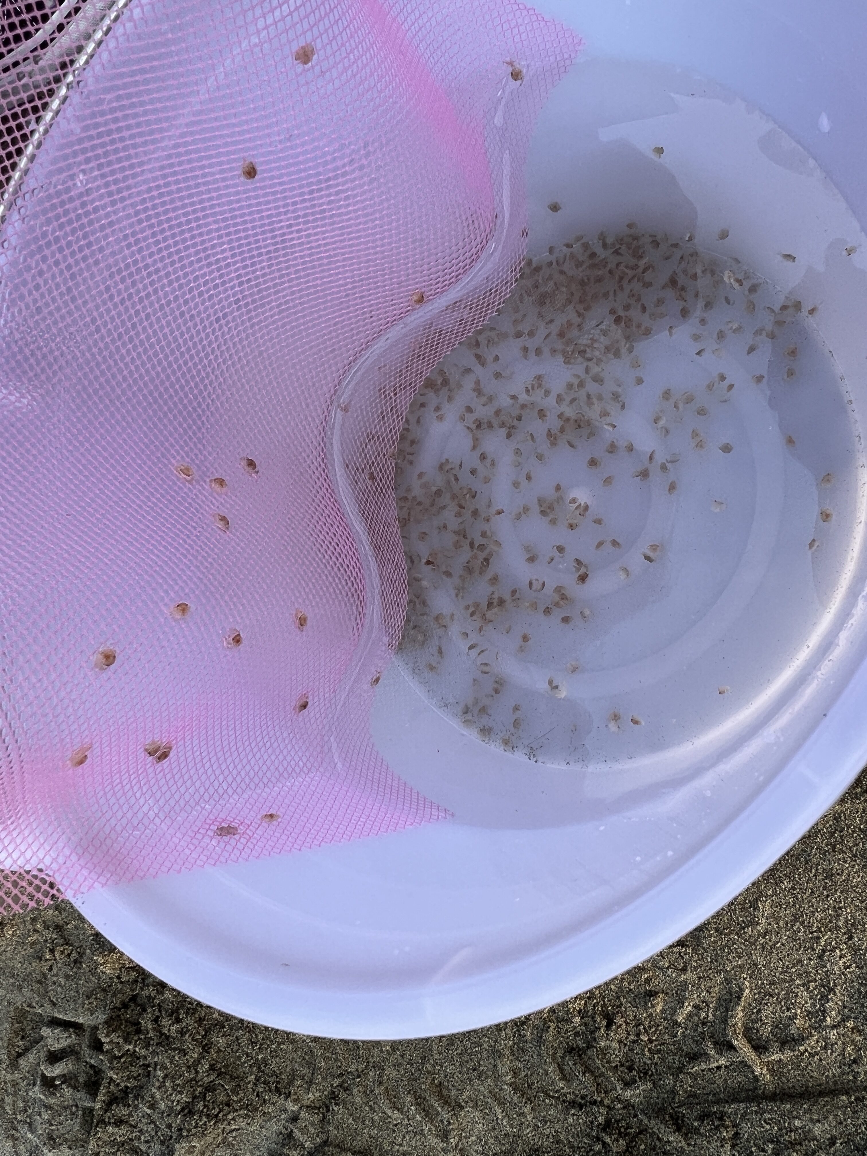 嘉義慈悲協會舉辦「琉璃大放流」　十萬蟹苗重返大海　讓生命再度呼吸