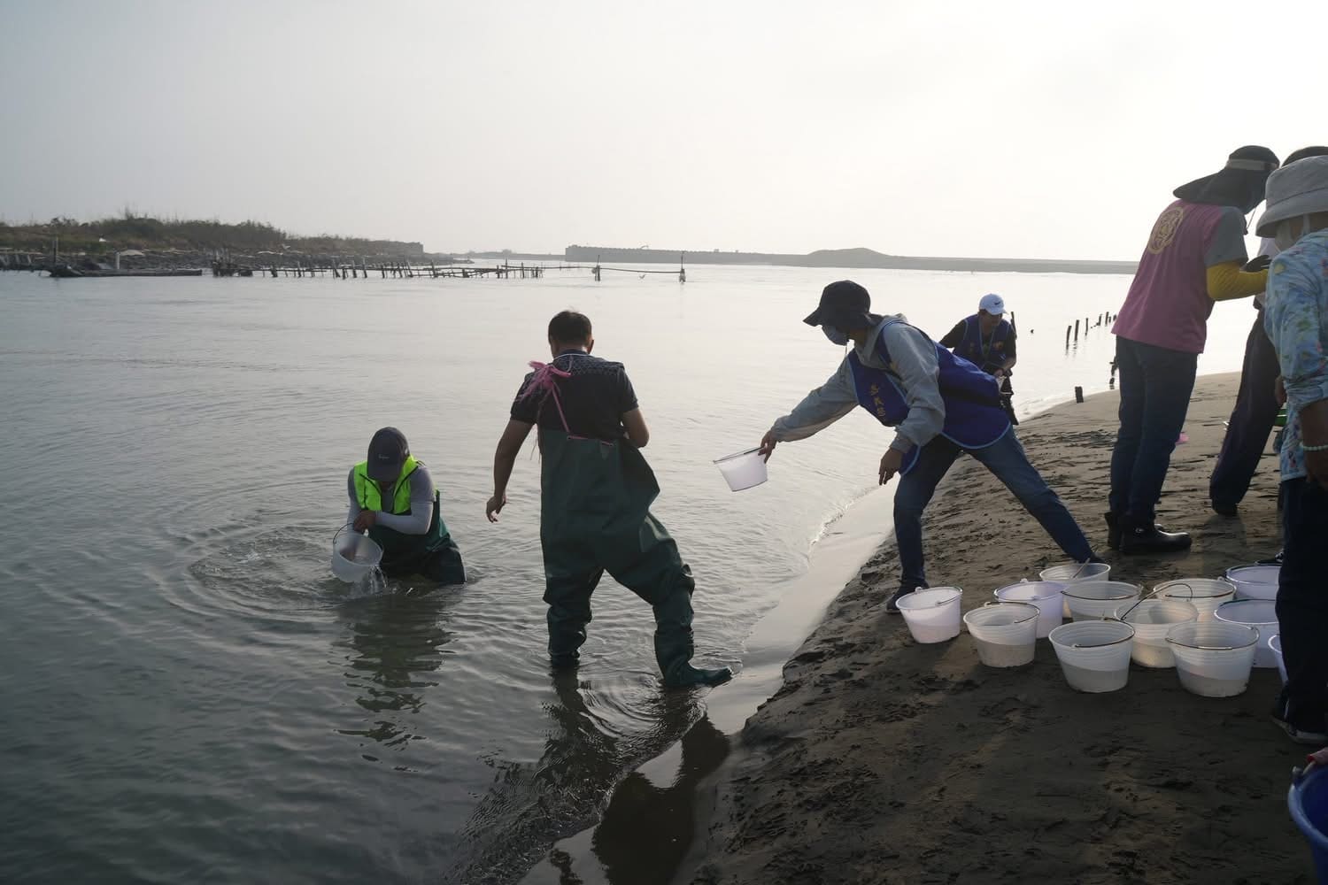 嘉義慈悲協會舉辦「琉璃大放流」　十萬蟹苗重返大海　讓生命再度呼吸