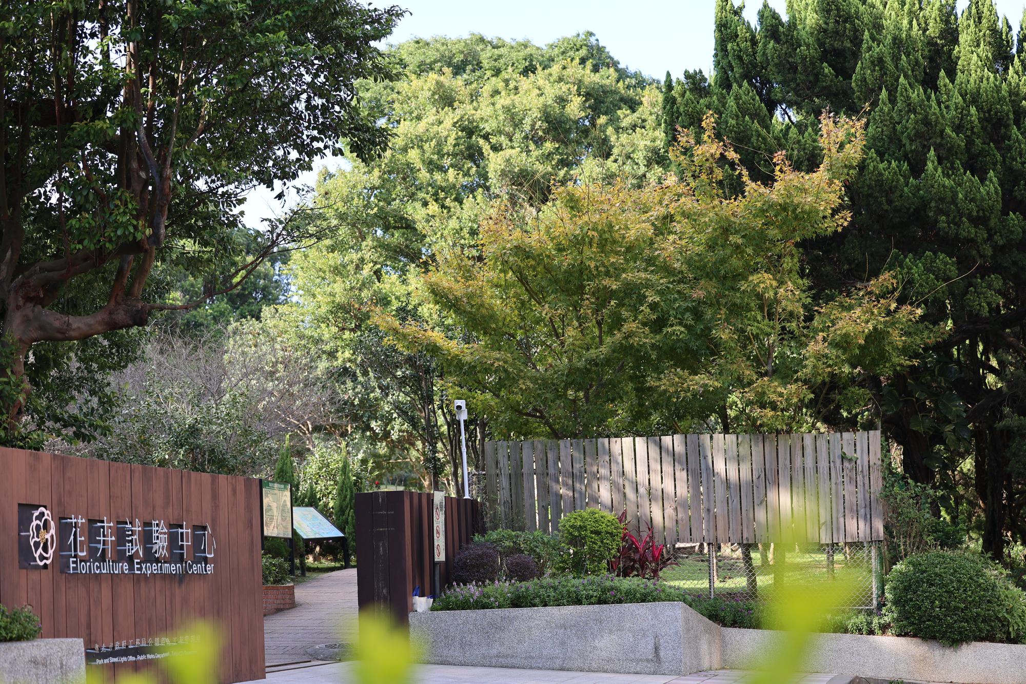 賞楓・觀銀杏・看茶梅 陽明山秘境報你知 賞楓・觀銀杏・看茶梅 陽明山秘境報你知