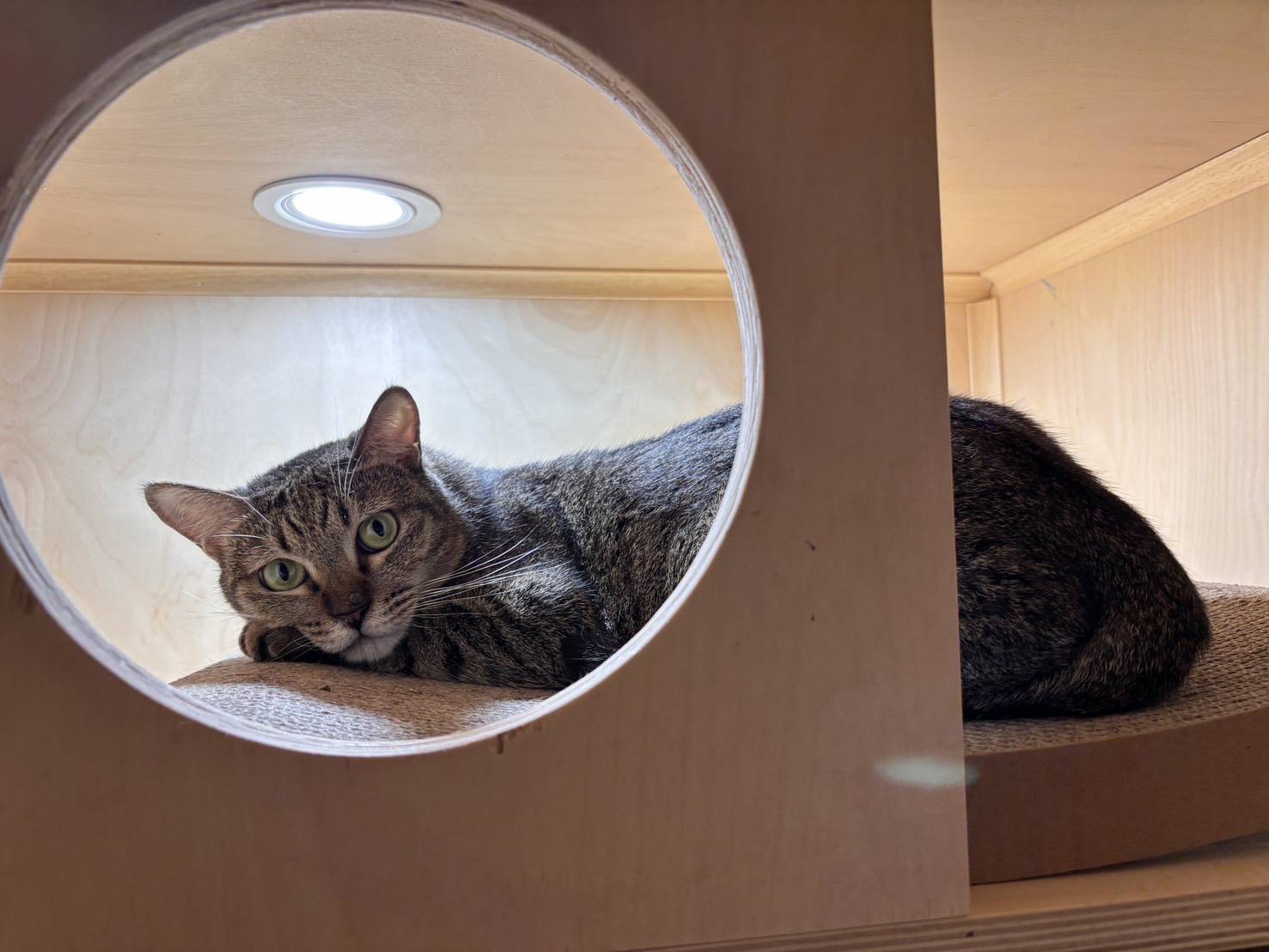 虎斑貓「帝寶」等到了家!北市「浪愛滿屋」計畫成功送養322犬貓 虎斑貓「帝寶」等到了家!北市「浪愛滿屋」計畫成功送養322犬貓