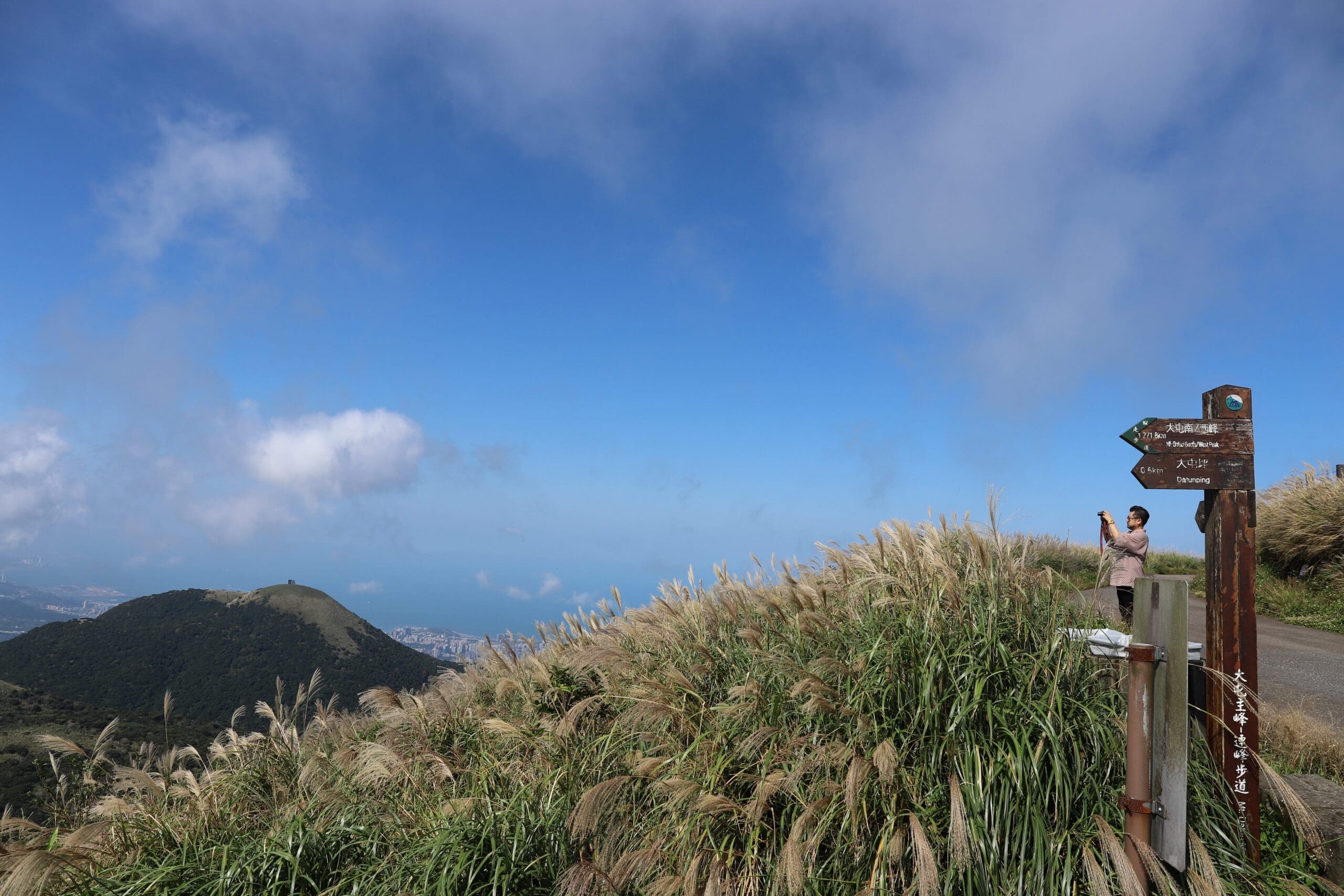 陽明山芒草季登場　沿著「臺北大縱走」漫遊金色山林