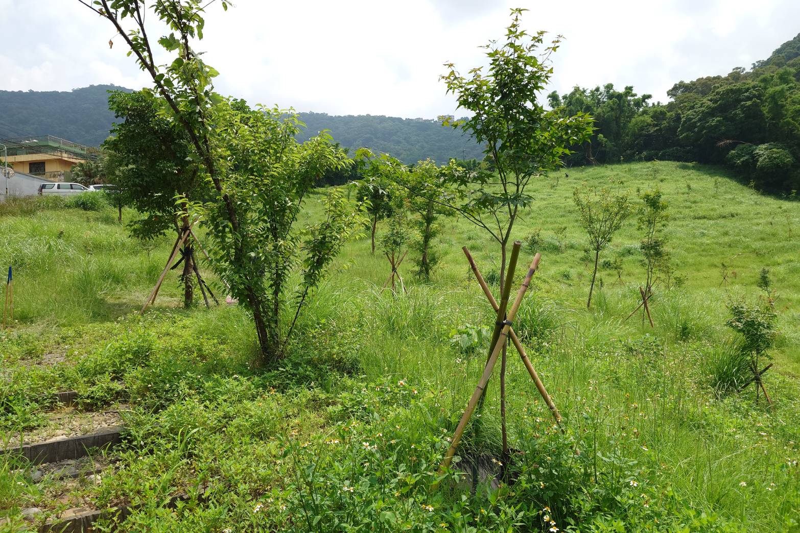 一起種下未來 大地處號召企業打造城市綠色碳倉 一起種下未來 大地處號召企業打造城市綠色碳倉