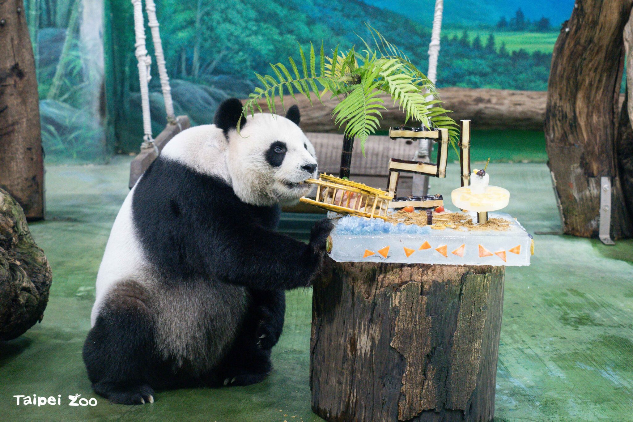 圓圓健檢結果出爐!動物園證實:主要器官功能穩定正常 圓圓健檢結果出爐!動物園證實:主要器官功能穩定正常