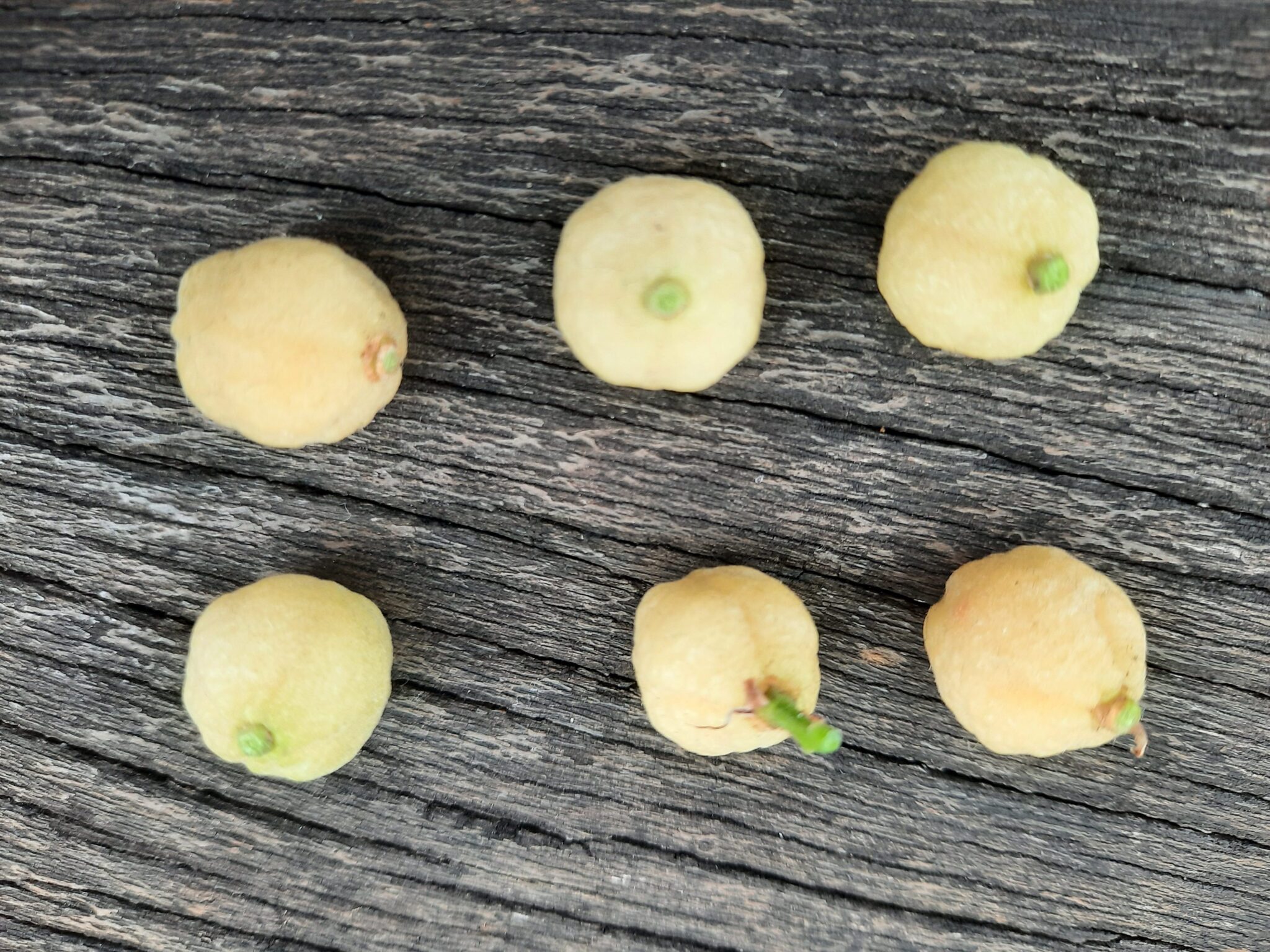 等你來挖寶!臺北典藏植物園降真香結實纍纍 等你來挖寶!臺北典藏植物園降真香結實纍纍