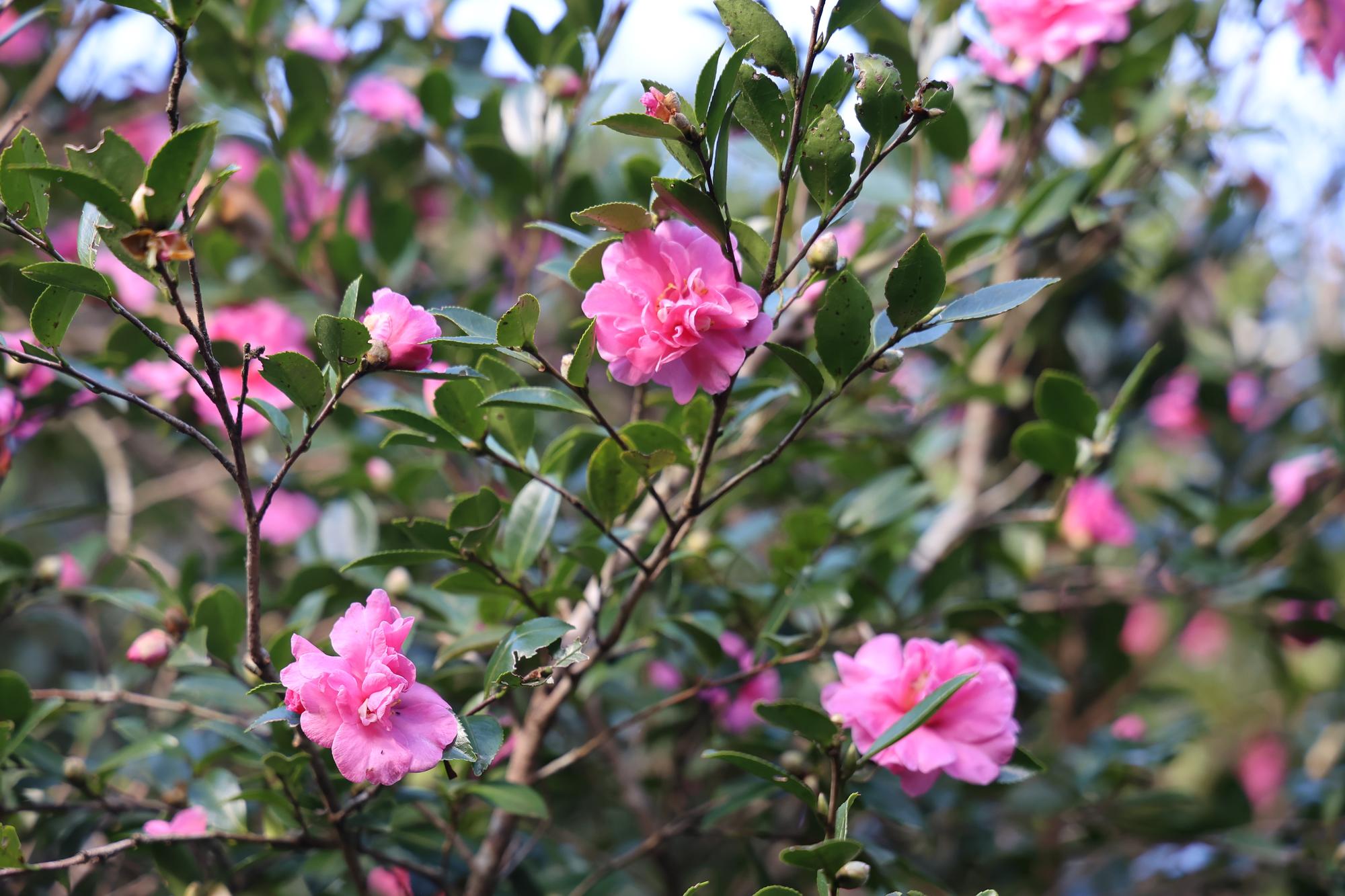賞楓・觀銀杏・看茶梅 陽明山秘境報你知 賞楓・觀銀杏・看茶梅 陽明山秘境報你知
