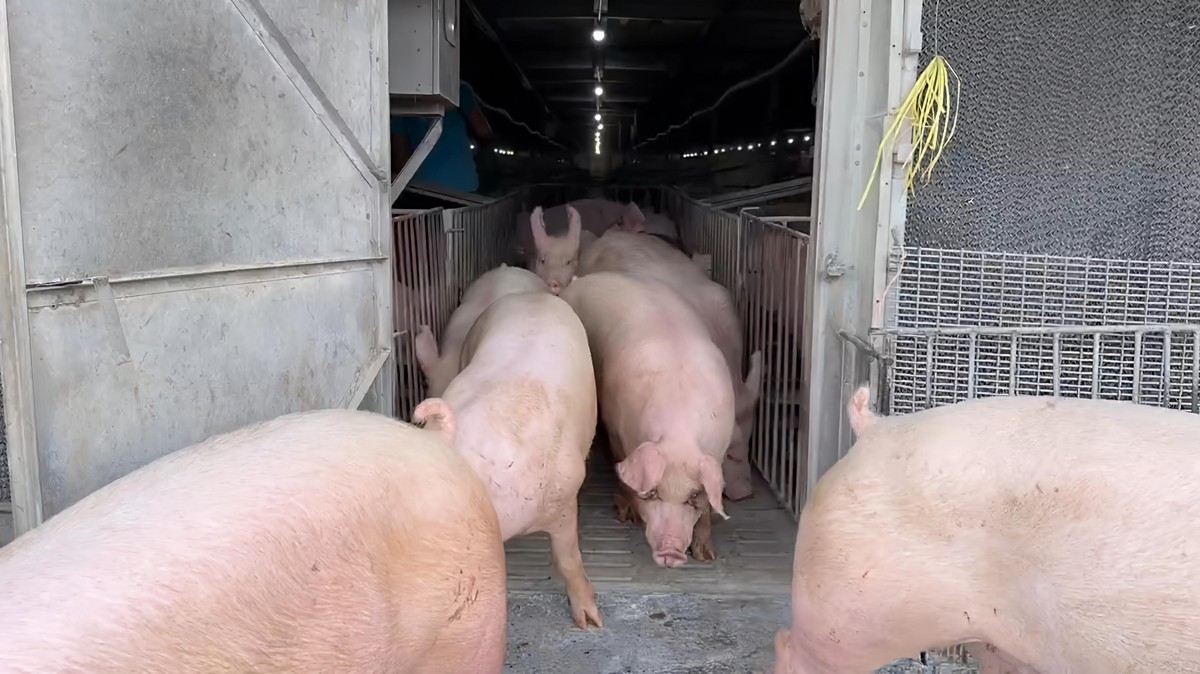 影/非洲豬瘟解禁 農業部宣布恢復活豬運載與屠宰 影/非洲豬瘟解禁 農業部宣布恢復活豬運載與屠宰