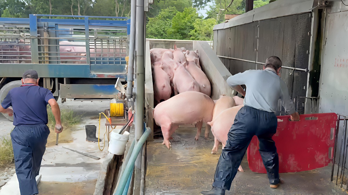 影/非洲豬瘟解禁 農業部宣布恢復活豬運載與屠宰 影/非洲豬瘟解禁 農業部宣布恢復活豬運載與屠宰