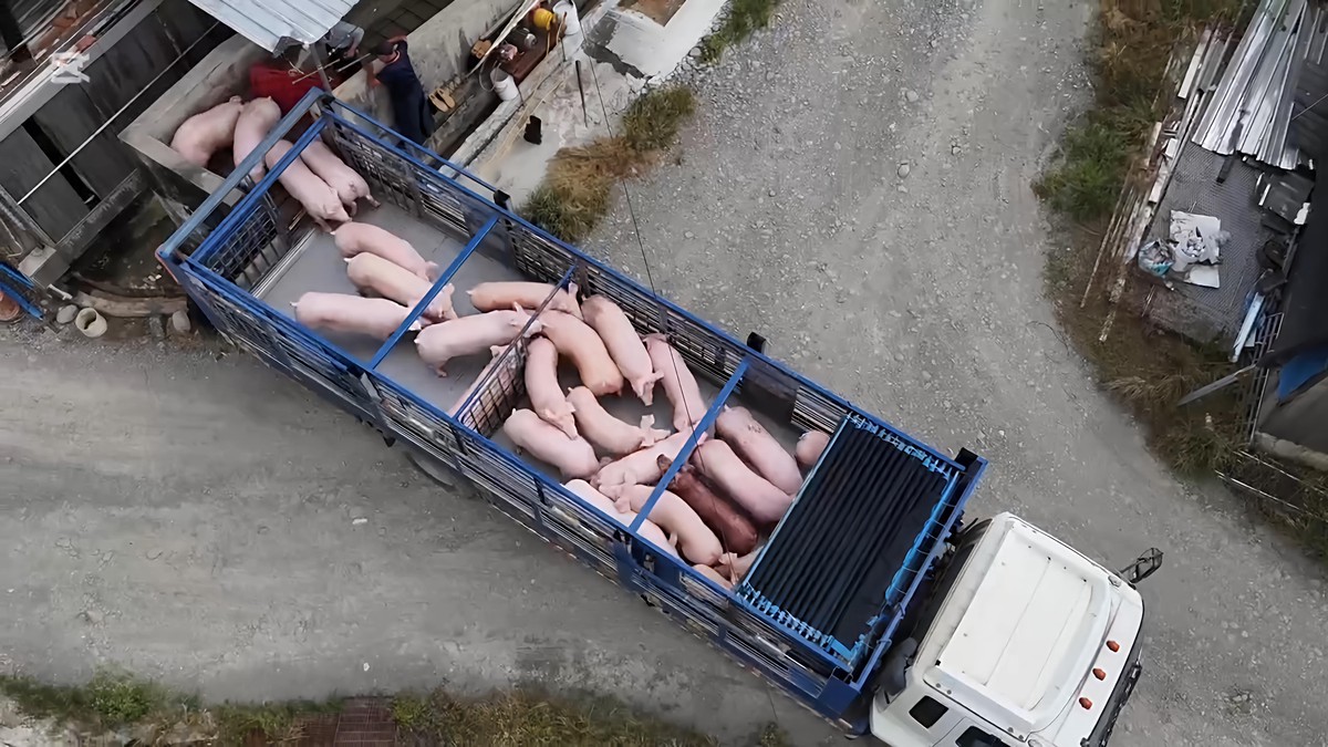 影/非洲豬瘟解禁 農業部宣布恢復活豬運載與屠宰 影/非洲豬瘟解禁 農業部宣布恢復活豬運載與屠宰