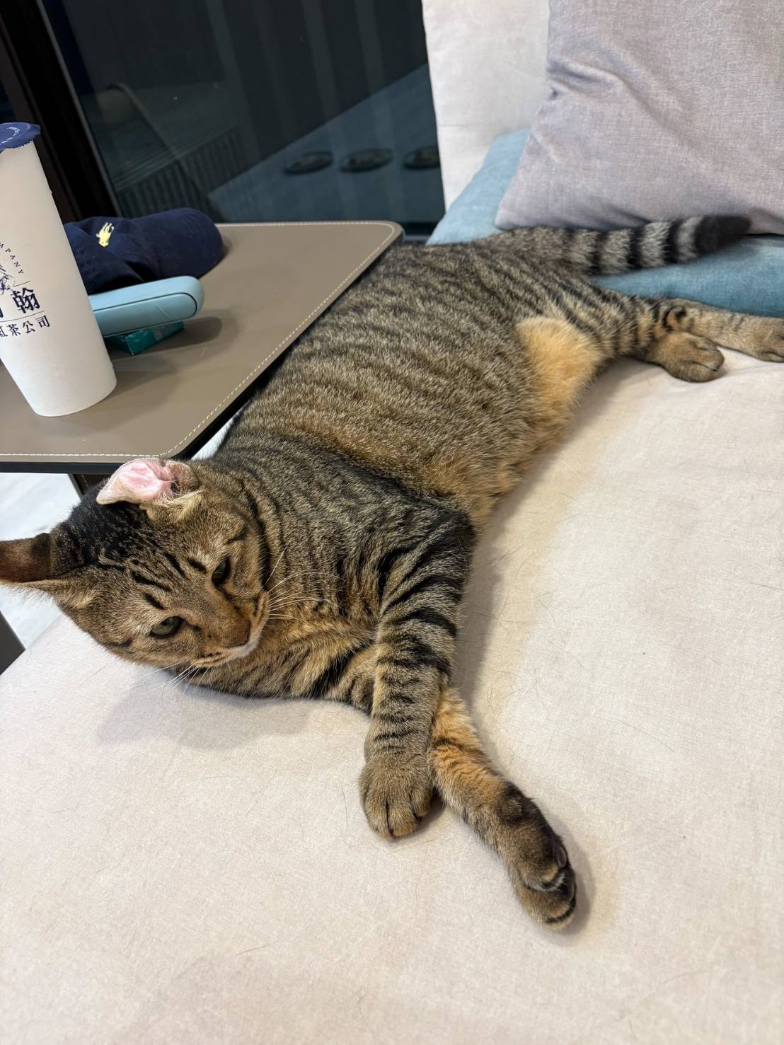 虎斑貓「帝寶」等到了家!北市「浪愛滿屋」計畫成功送養322犬貓 虎斑貓「帝寶」等到了家!北市「浪愛滿屋」計畫成功送養322犬貓