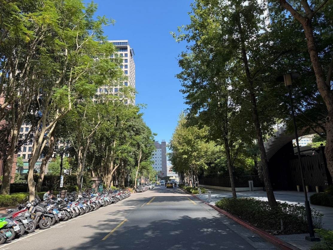 信義商圈楓香有故事　認養人細心呵護打造最美麗風景