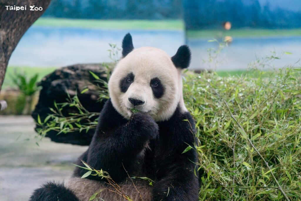 圓圓健檢結果出爐!動物園證實:主要器官功能穩定正常 圓圓健檢結果出爐!動物園證實:主要器官功能穩定正常