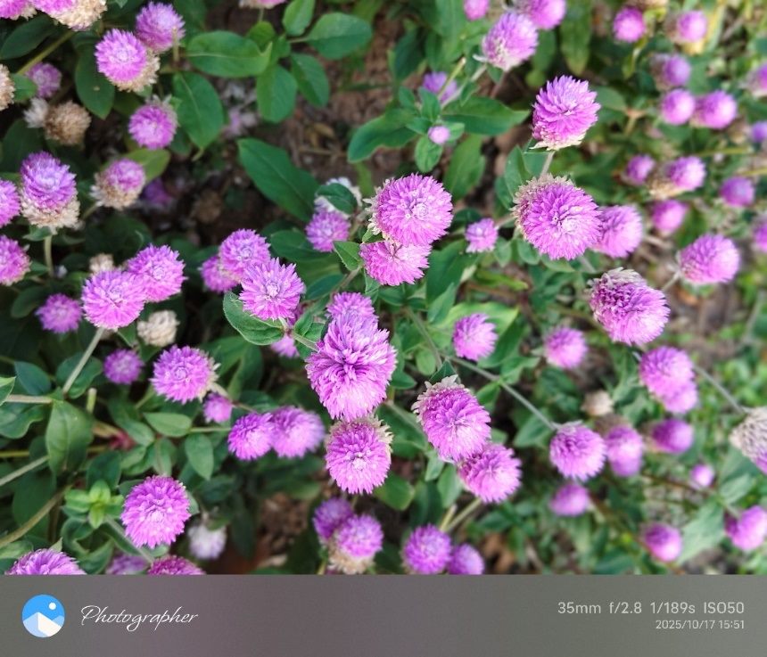 小名圓仔花　千日紅遠觀近看兩相宜