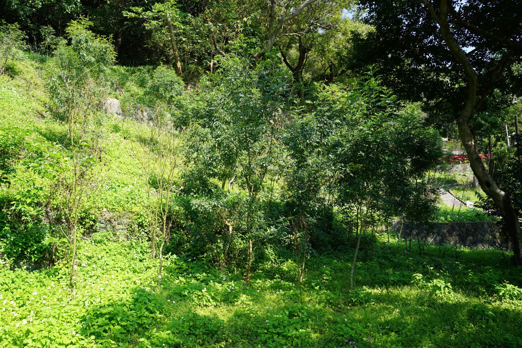 一起種下未來 大地處號召企業打造城市綠色碳倉 一起種下未來 大地處號召企業打造城市綠色碳倉