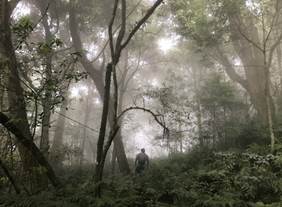 臺灣野生山茶大揭密