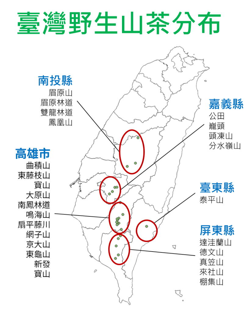 臺灣野生山茶大揭密