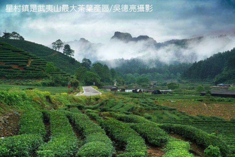 世界紅茶發源地－武夷山星村鎮桐木村