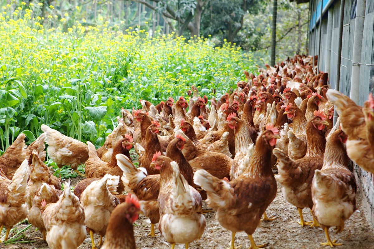 圖／勤億蛋品率先將「食品工廠」思維導入雞蛋生產現場，使用業界少見的負壓水簾式科技雞舍，讓雞蛋從源頭就能做到乾淨、穩定、透明可追溯。（勤億蛋品 提供）