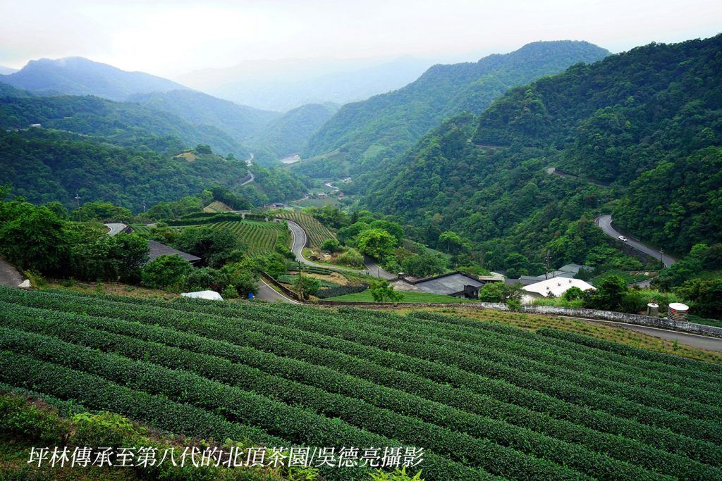 坪林石碇文山包種茶 翻轉茶的無限可能 坪林石碇文山包種茶 翻轉茶的無限可能