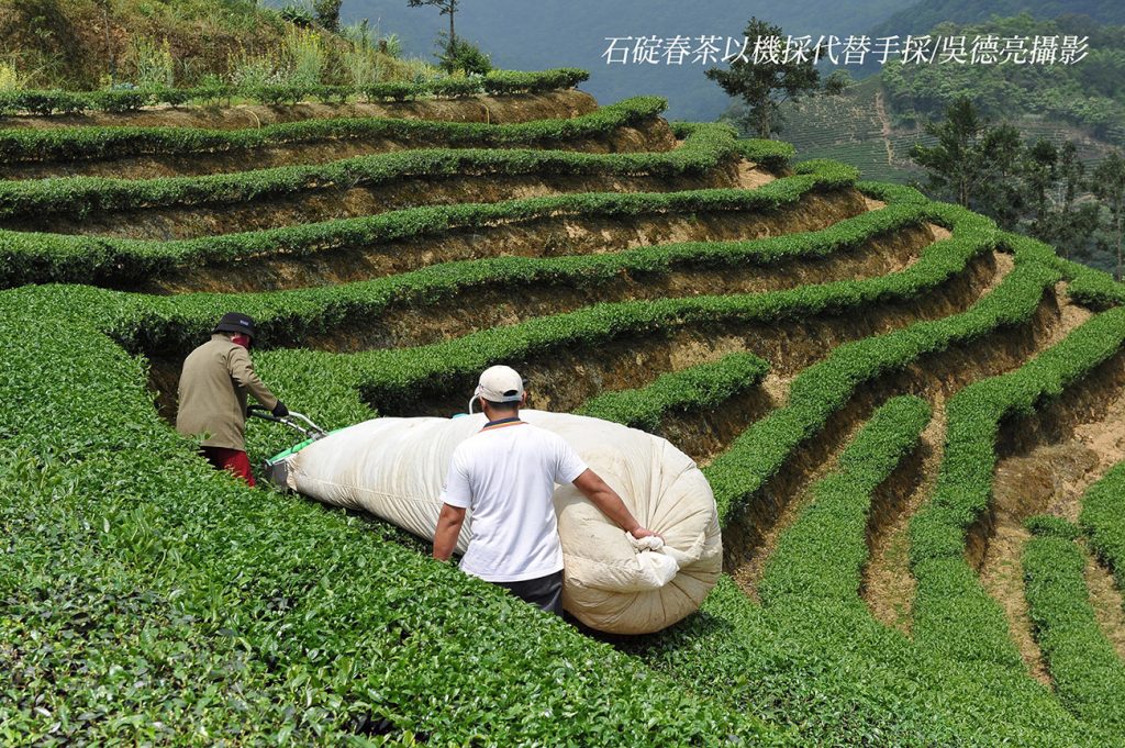 坪林石碇文山包種茶 翻轉茶的無限可能 坪林石碇文山包種茶 翻轉茶的無限可能