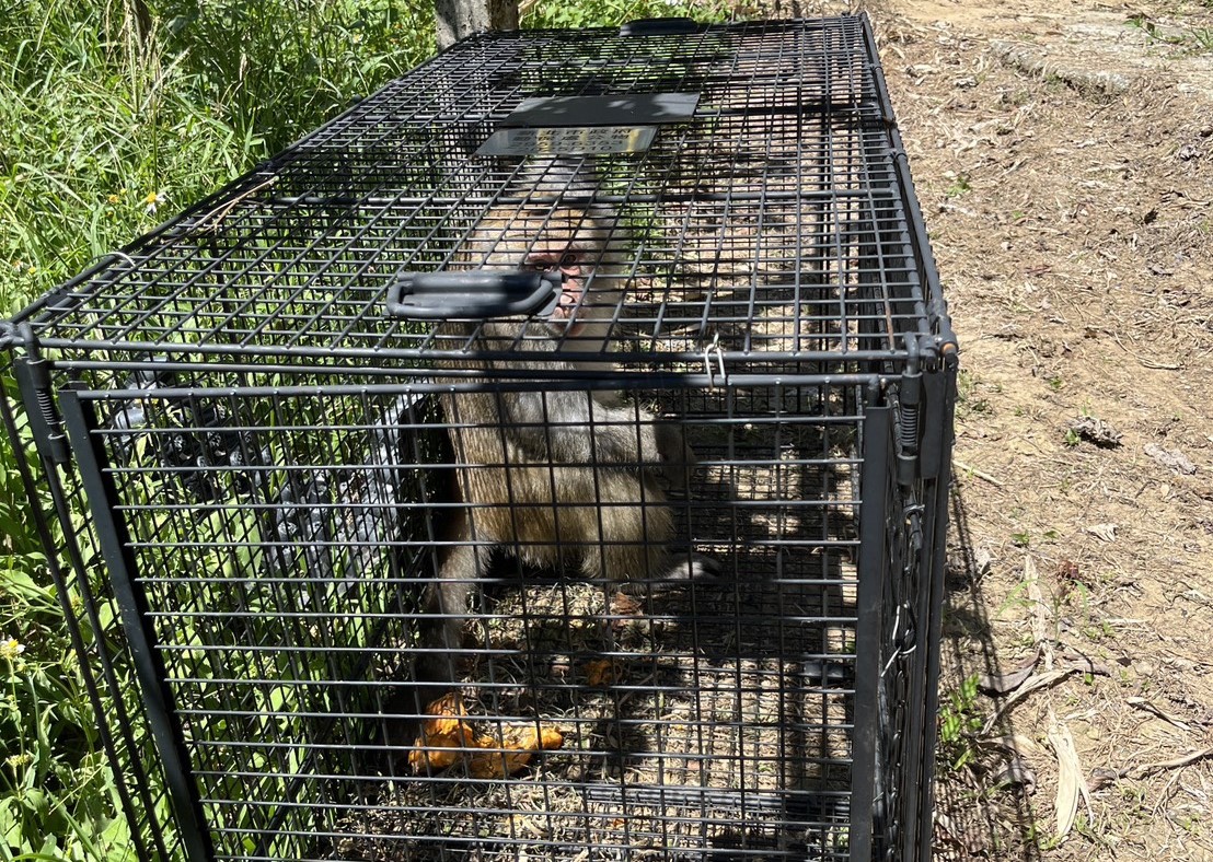 %E7%A0%B4%E5%A3%9E%E8%BE%B2%E5%9C%B0%E7%8D%BC%E7%8C%B4%E8%A2%AB%E8%AA%98%E6%8D%95%E7%B1%A0%E6%8D%95%E6%8D%89%EF%BC%8C%E5%B8%B6%E5%8E%BB%E5%85%B6%E4%BB%96%E5%8D%80%E5%9F%9F%E9%87%8E%E6%94%BE