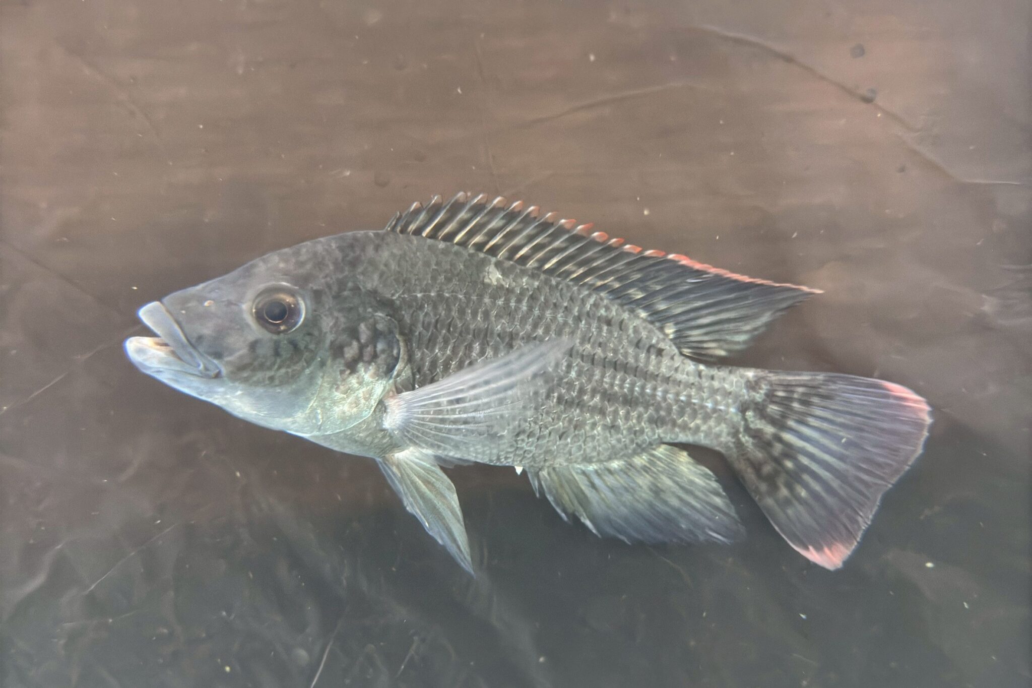 海大TABT團隊育出「三耐」臺灣鯛 水產育種成果獲國家農業科學獎 海大TABT團隊育出「三耐」臺灣鯛 水產育種成果獲國家農業科學獎