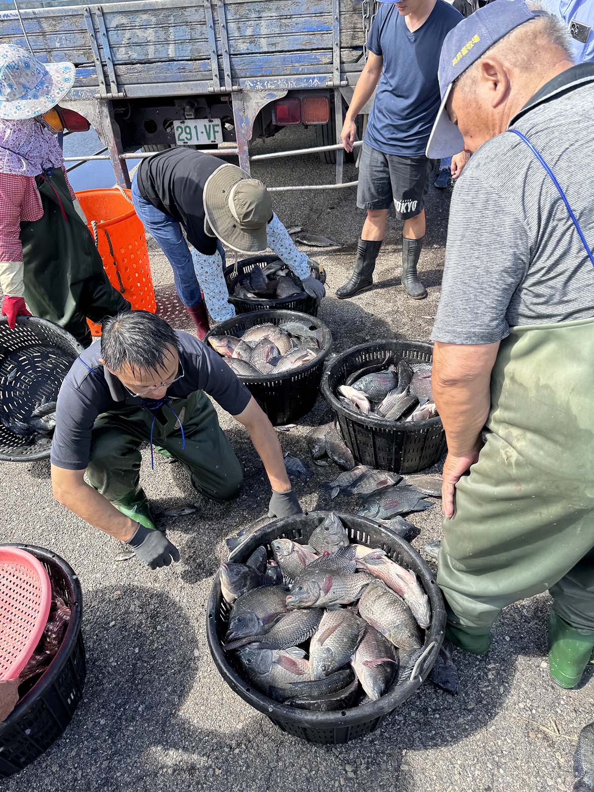 海大TABT團隊育出「三耐」臺灣鯛 水產育種成果獲國家農業科學獎 海大TABT團隊育出「三耐」臺灣鯛 水產育種成果獲國家農業科學獎
