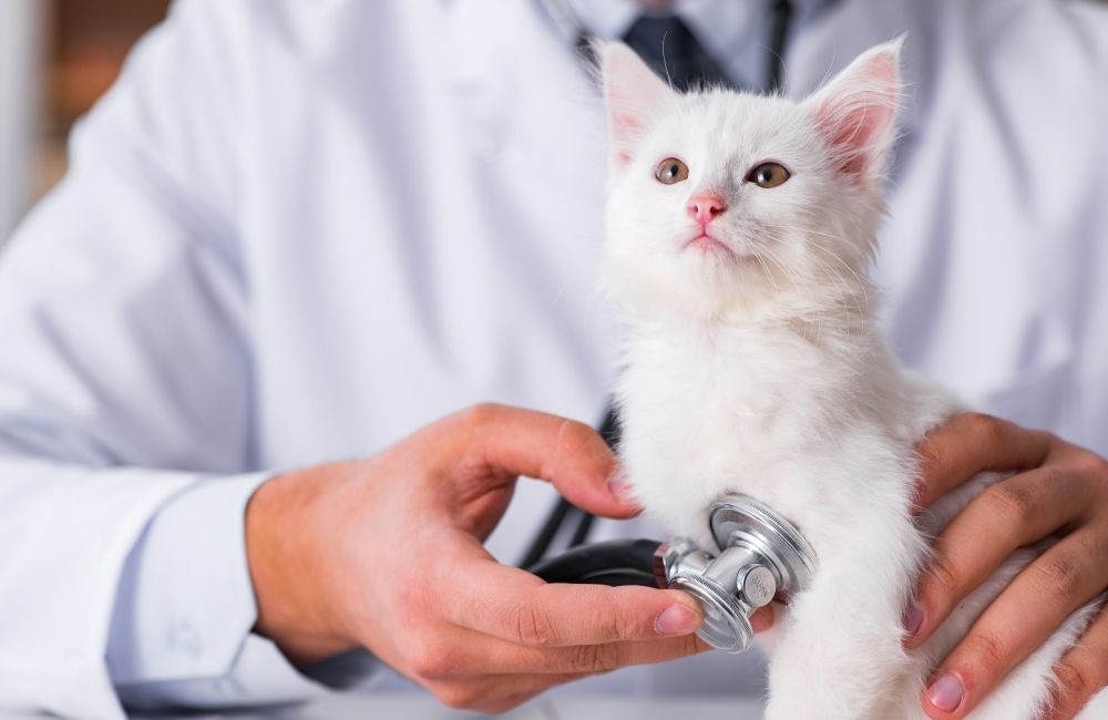 星寵控股股份有限公司攜手華南銀行 共同佈局寵物信託市場 星寵控股股份有限公司攜手華南銀行 共同佈局寵物信託市場