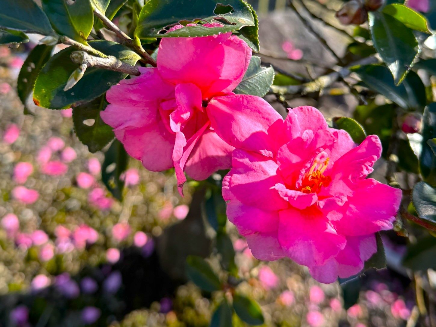陽明山竹子湖轉型休閒農業 初冬賞芒正當時 陽明山竹子湖轉型休閒農業 初冬賞芒正當時