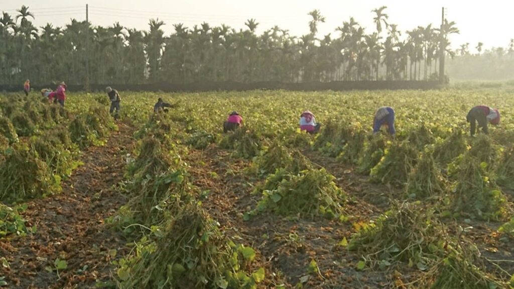 萬丹紅豆全國產量第一!力推產銷履歷 打造地方農產品牌競爭力 萬丹紅豆全國產量第一!力推產銷履歷 打造地方農產品牌競爭力