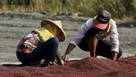 萬丹紅豆全國產量第一!力推產銷履歷 打造地方農產品牌競爭力 萬丹紅豆全國產量第一!力推產銷履歷 打造地方農產品牌競爭力