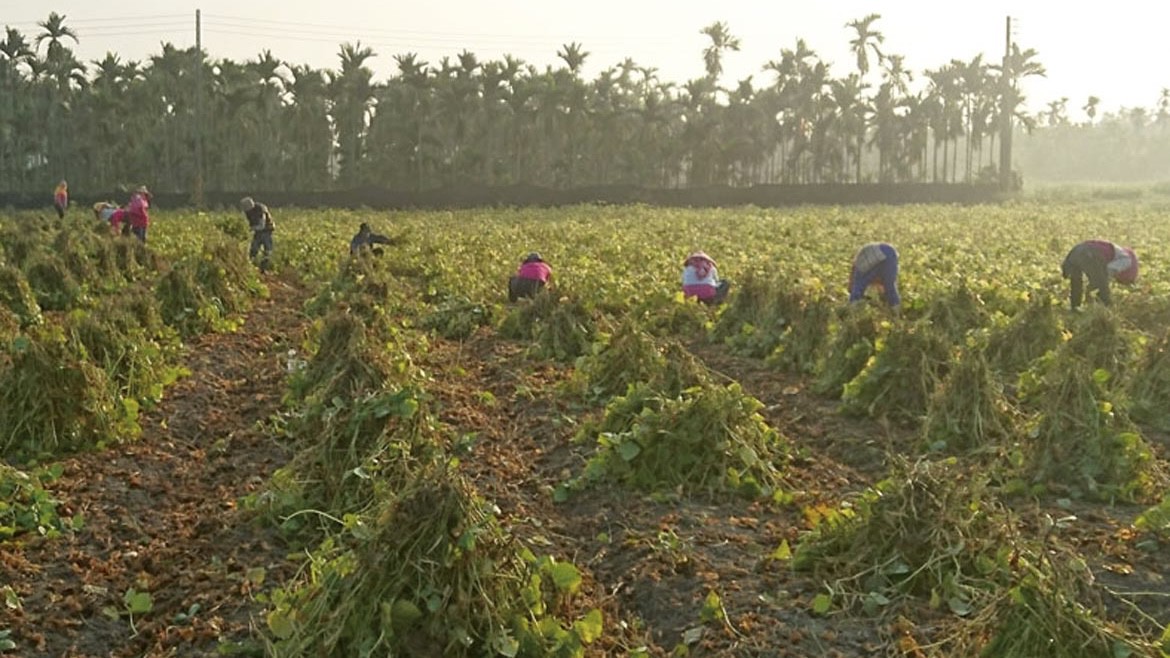 萬丹紅豆全國產量第一!力推產銷履歷 打造地方農產品牌競爭力 萬丹紅豆全國產量第一!力推產銷履歷 打造地方農產品牌競爭力