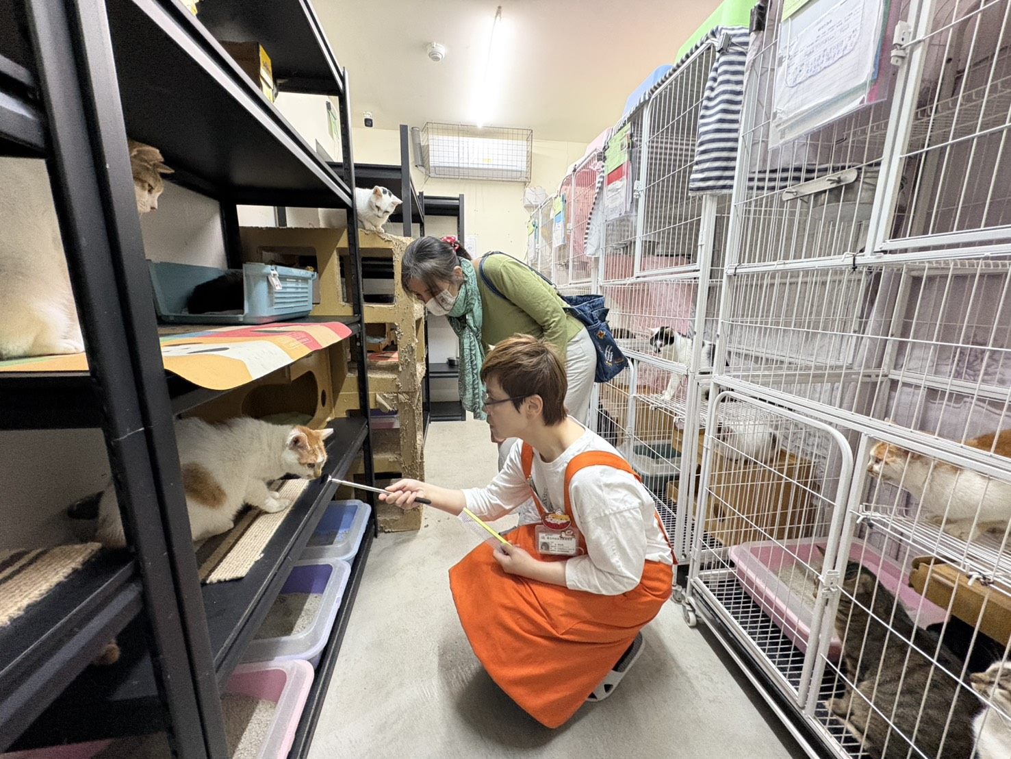 臺北市動物保護3年有成 動物友善服務再升級 臺北市動物保護3年有成 動物友善服務再升級