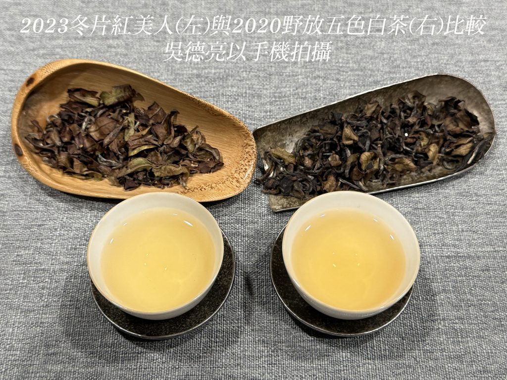 冬片美人與野放五色白茶品賞 冬片美人與野放五色白茶品賞