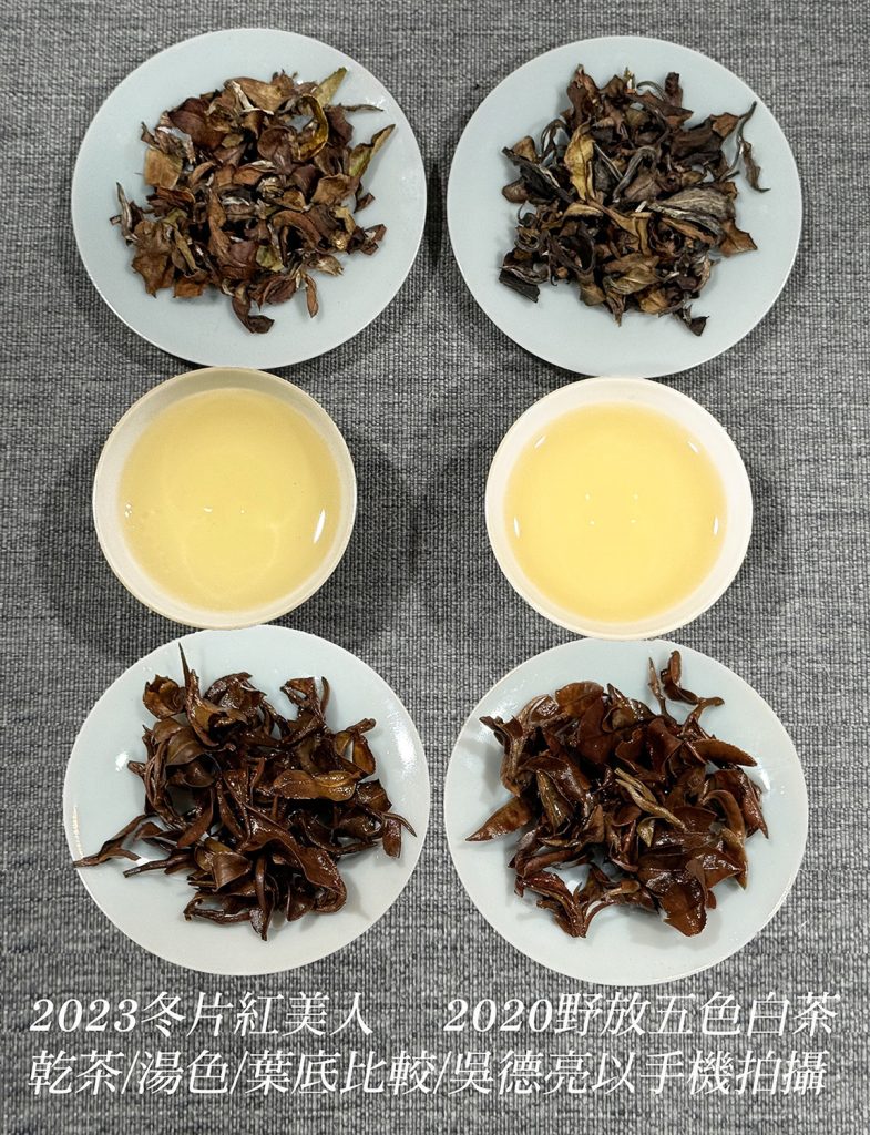 冬片美人與野放五色白茶品賞 冬片美人與野放五色白茶品賞