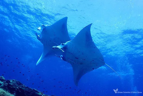 台灣虎航直飛石垣島 輕鬆解鎖八重山群島新玩法 台灣虎航直飛石垣島 輕鬆解鎖八重山群島新玩法