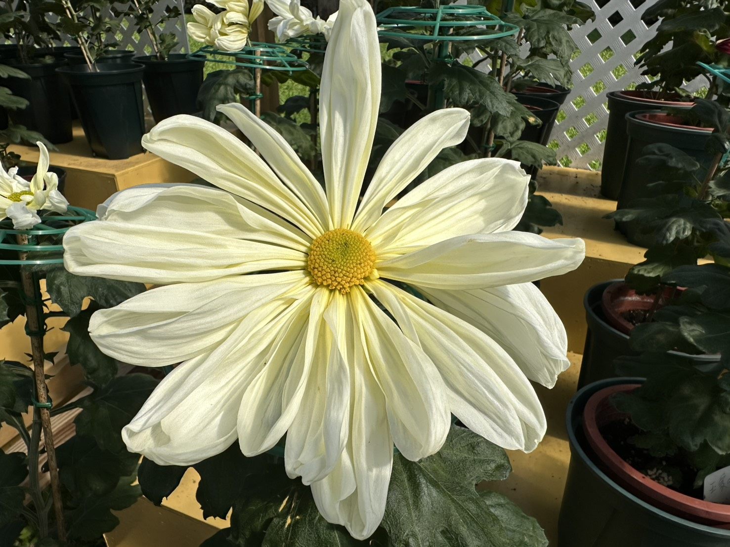 士林官邸菊展吸30萬人潮　「藝菊圓夢」打造秋日最美盛宴