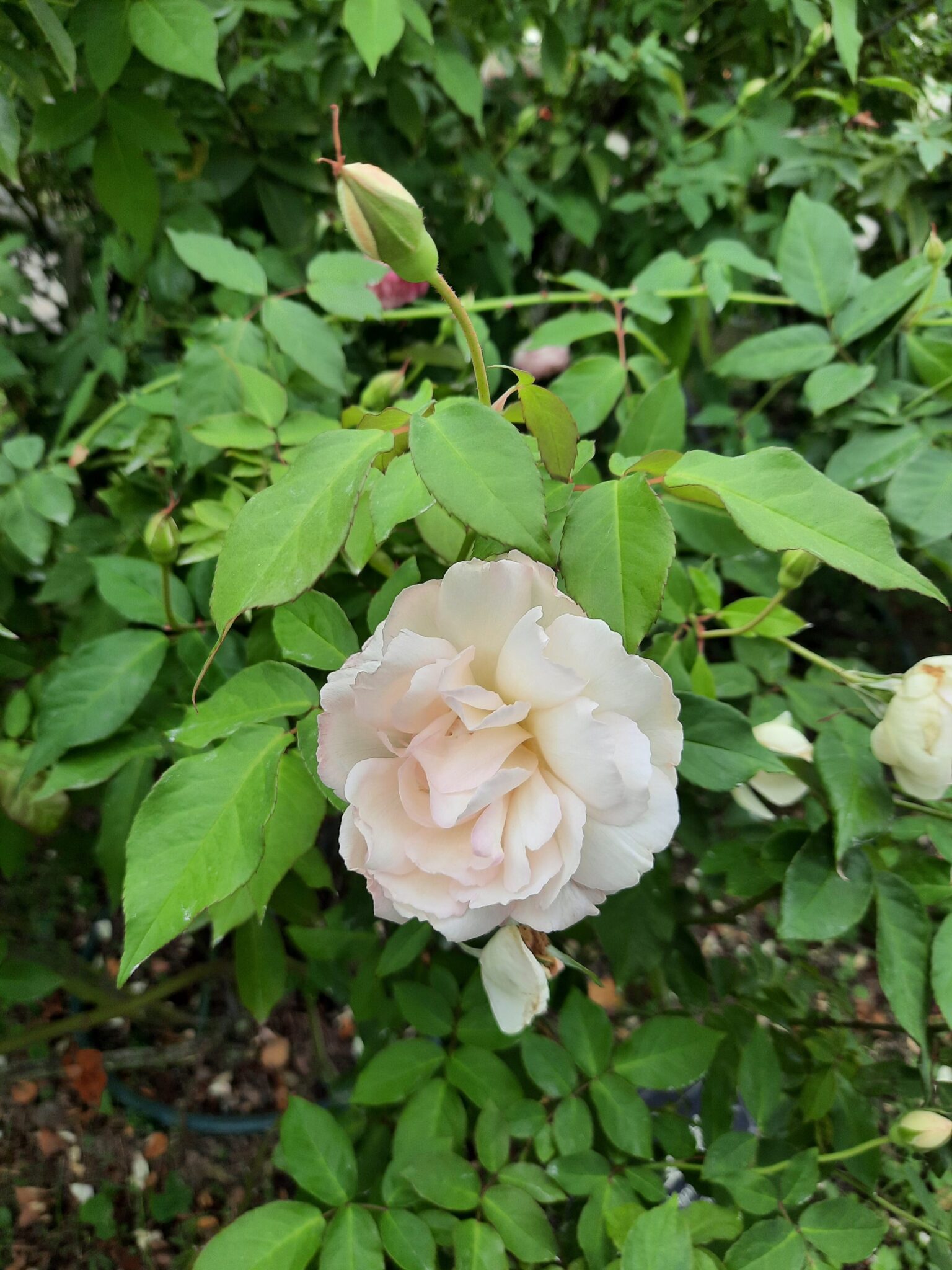 玫瑰與欒樹共舞冬日色彩　台北玫瑰園飄香映紅光