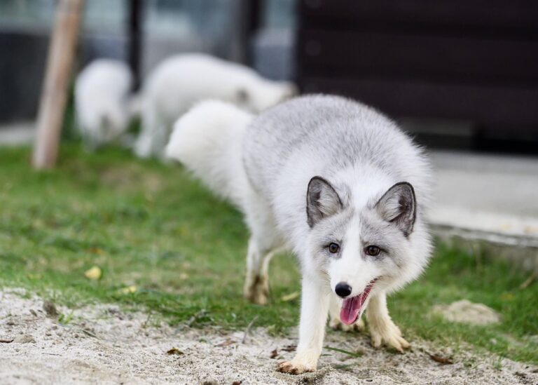 高雄內門觀光休閒園區明年1月試營運  「野森動物學校」打造東高新地標