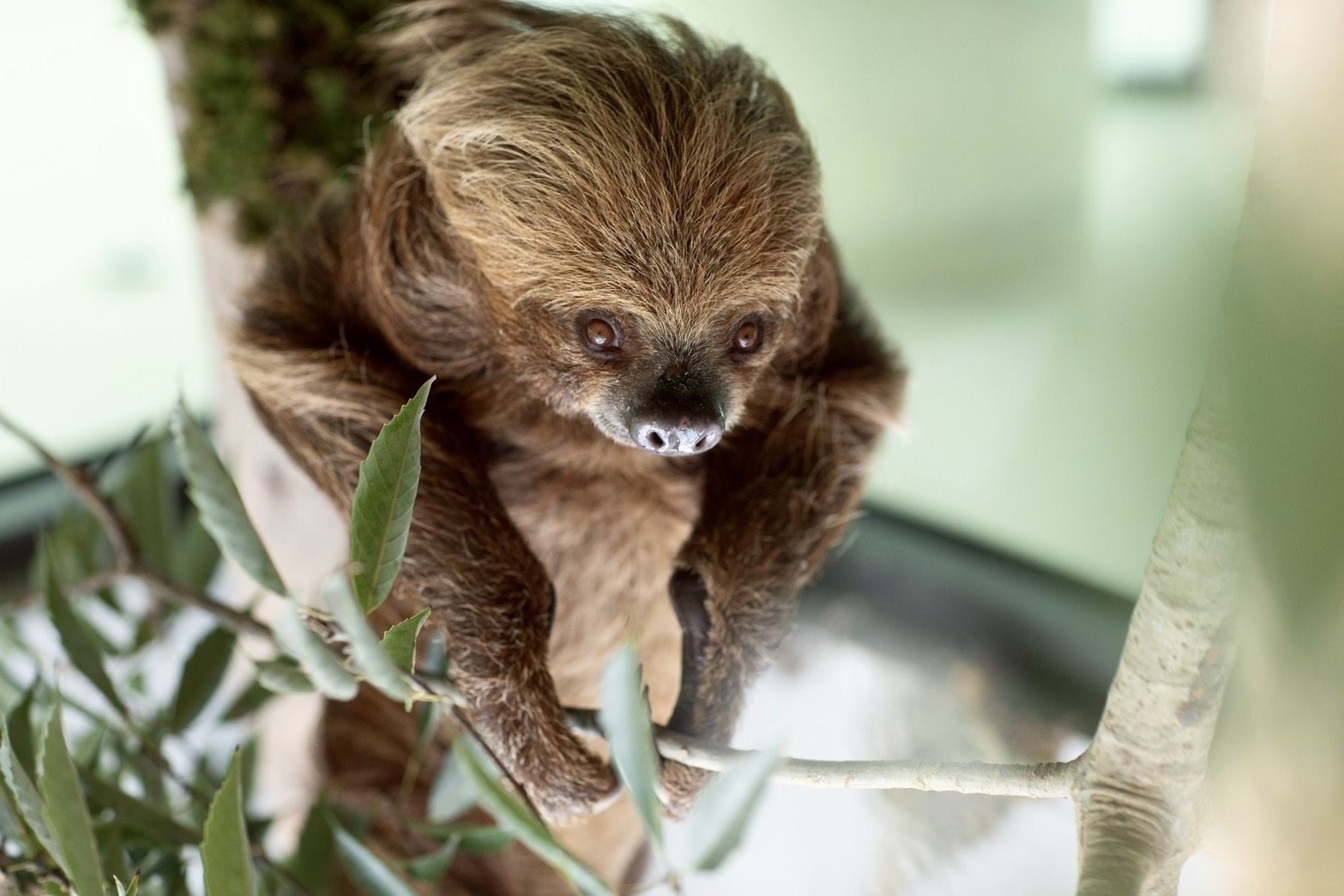高雄內門觀光休閒園區明年1月試營運 「野森動物學校」打造東高新地標 高雄內門觀光休閒園區明年1月試營運 「野森動物學校」打造東高新地標