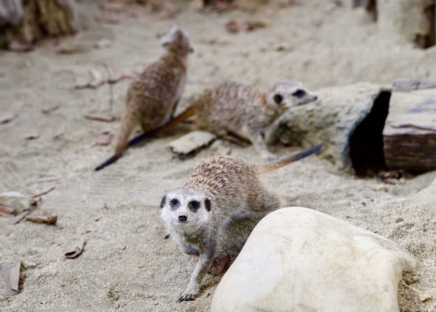 高雄內門觀光休閒園區明年1月試營運 「野森動物學校」打造東高新地標 高雄內門觀光休閒園區明年1月試營運 「野森動物學校」打造東高新地標