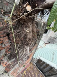台北市萬華區透天外牆除樹工程施工