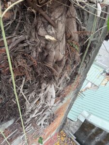 台北市萬華區透天外牆除樹工程施工