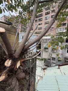 台北市萬華區透天外牆除樹工程施工