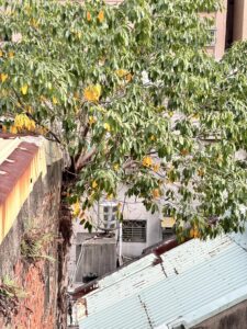 台北市萬華區透天外牆除樹工程施工