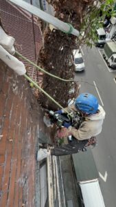 台北市萬華區透天外牆除樹工程施工