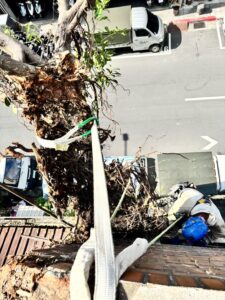 台北市萬華區透天外牆除樹工程施工