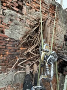 台北市萬華區透天民宅外牆除樹工程施工