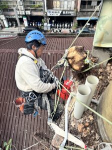 台北市萬華區透天民宅外牆除樹工程施工