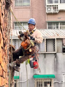 台北市萬華區透天民宅外牆除樹工程施工