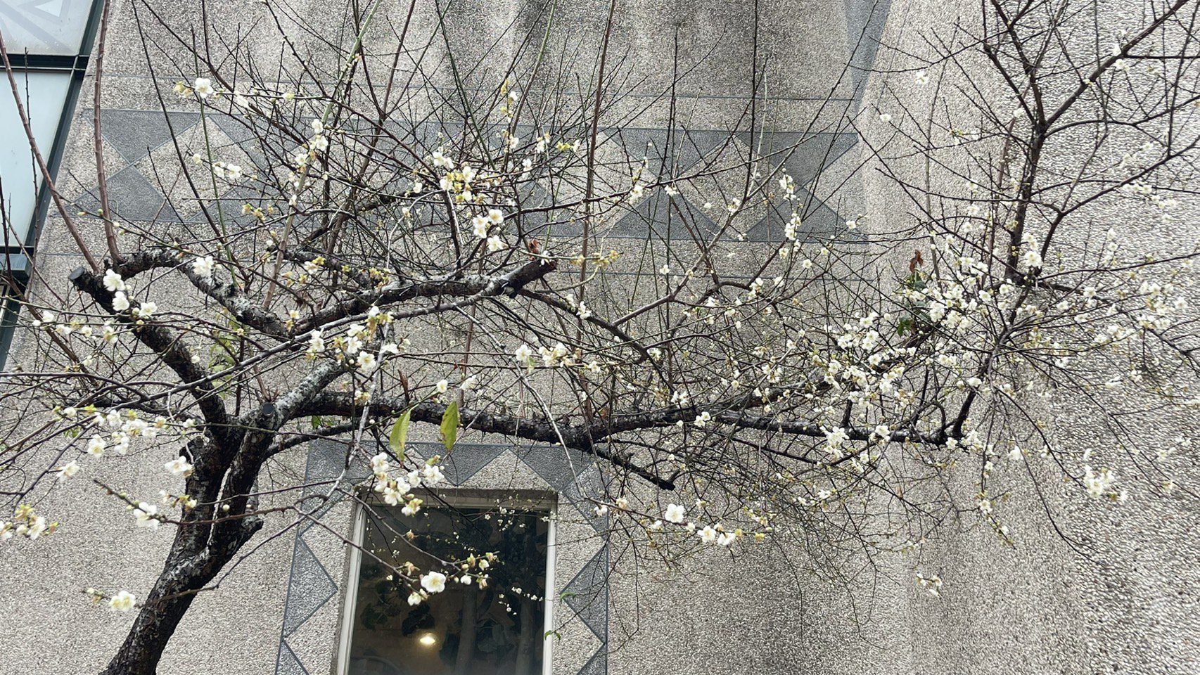 南投縣信義鄉「踏雪尋梅」活動 今27日盛大登場 南投縣信義鄉「踏雪尋梅」活動 今27日盛大登場